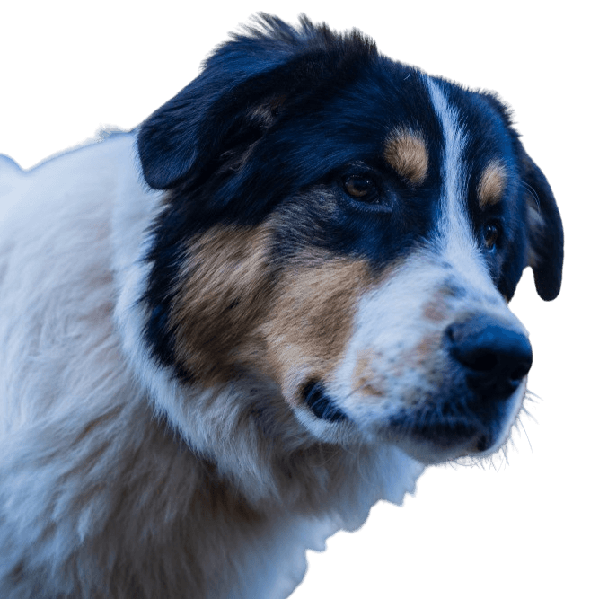 English Shepherd: Character & Ownership - Dog Breed Pictures - dogbible