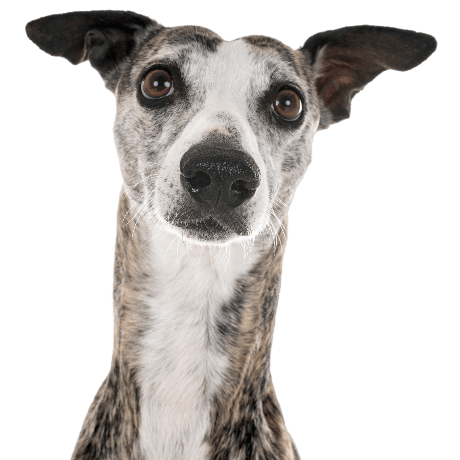 Greyhound breed description