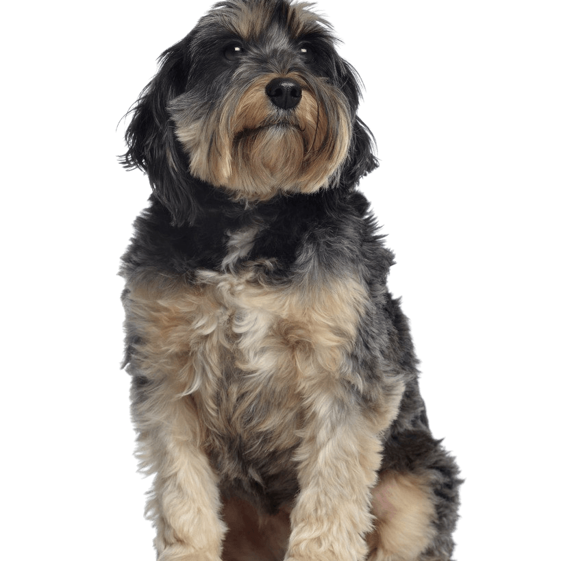 Griffon Bleu de Gascogne Breed description Griffon Bleu de Gascogne Breed description
