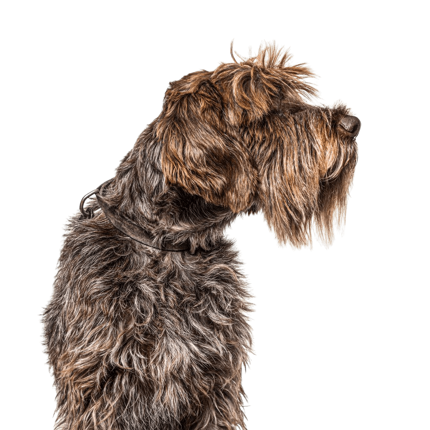 Griffon Korthals Griffon Korthals, Griffon d'arrêt à poil dur, rough haired pointer, dog similar to German Rauhaar, large dog breed from France, breed description of hunting dog, hunting dog breed