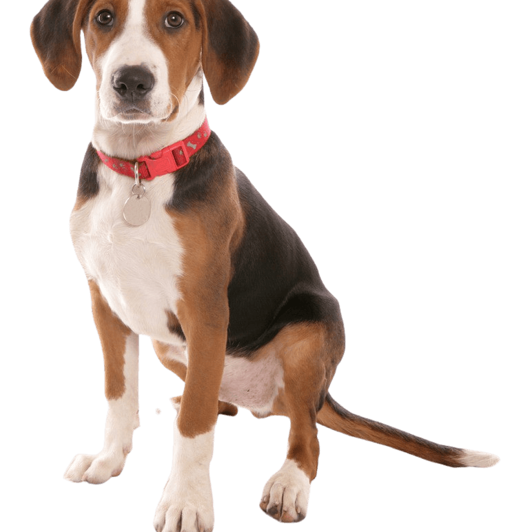 Hamilton dog brown white black Hamiltonstövare puppy, Hamilton dog male, male, male puppy, dog similar to beagle, tri-coloured dog, hunting dog, dog from Sweden, Swedish breed, dog with floppy ears