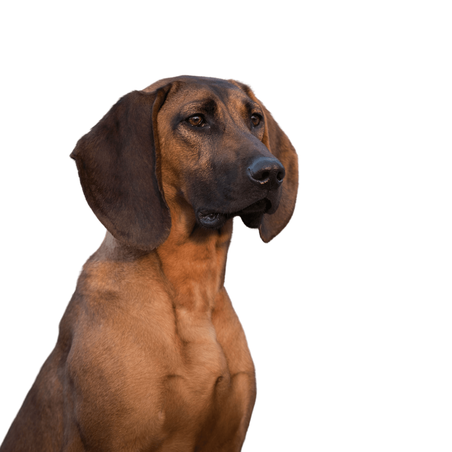 Hanoverian Scent Hound Hannoverscher Schweißhund, medium sized dog with floppy ears, brown dog with black mask, hunting dog breed, dog from Germany, German dog breed, family dog, Bracke, Hanoverian Scent Hound