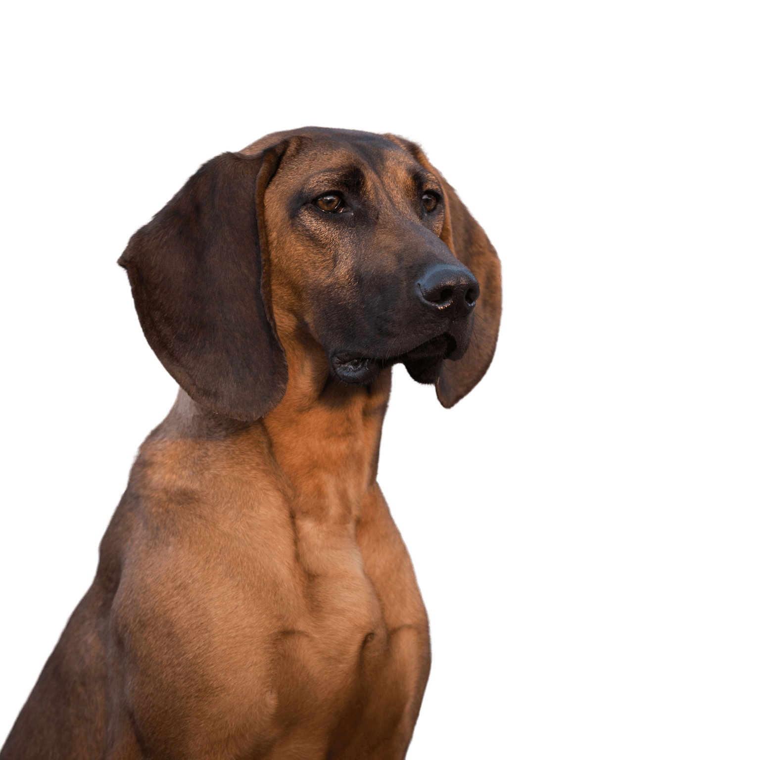 Hannoverscher Schweißhund, medium sized dog with floppy ears, brown dog with black mask, hunting dog breed, dog from Germany, German dog breed, family dog, Bracke, Hanoverian Scent Hound