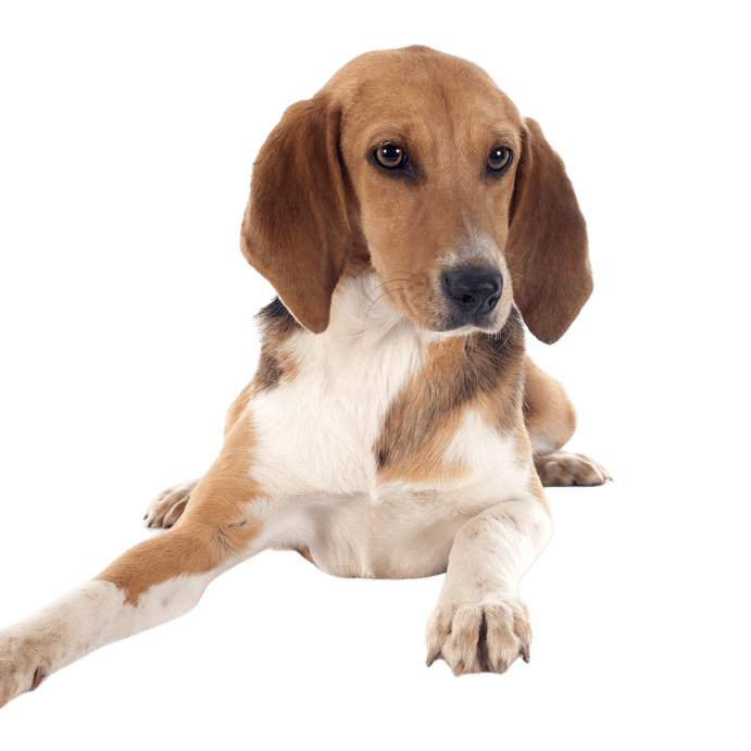 Harrier dog temperament Breed description of the Harrier from UK, British dog breed, English dog breed similar to Beagle, dog similar to Beagle but big