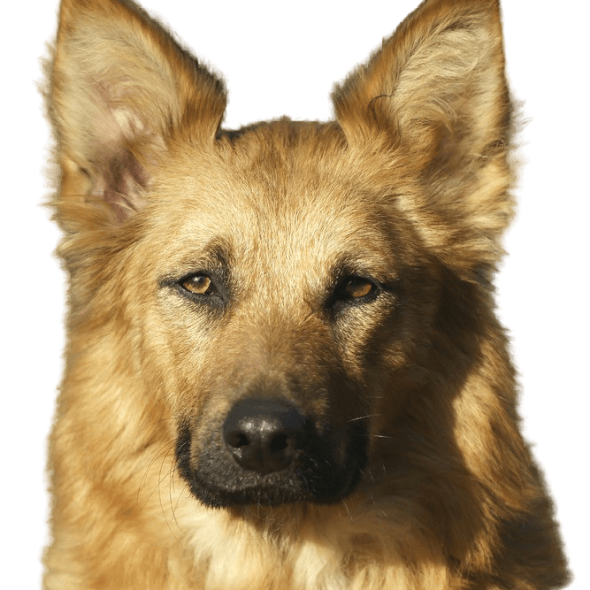 Harzer Fox Dog Breed Description