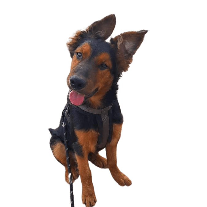 Harzer Shepherd © Nicole Waitz Braun,Hund,Hunderasse,Fleischfresser,Leber,Rehbraun,Begleithund,Sportliche Gruppe,Halsband,Canidae,