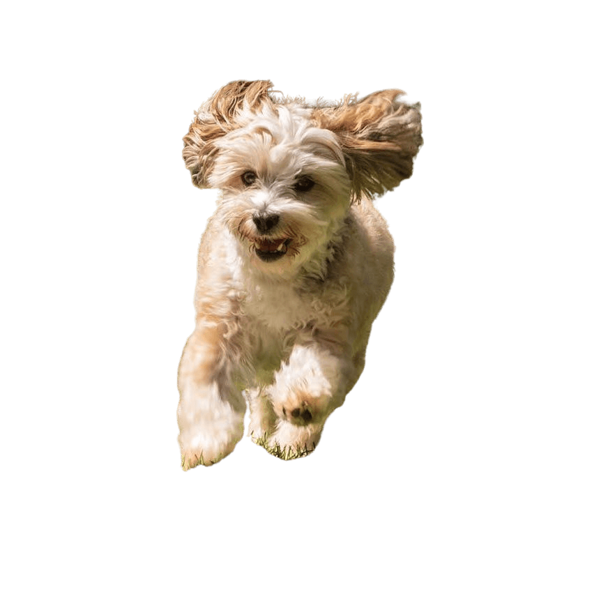 Havamalt © Monika Diehm Hund,Fleischfresser,Hunderasse,Leber,Begleithund,Kitz,Hundezubehör,Spielzeughund,Arbeitstier,Schnauze,