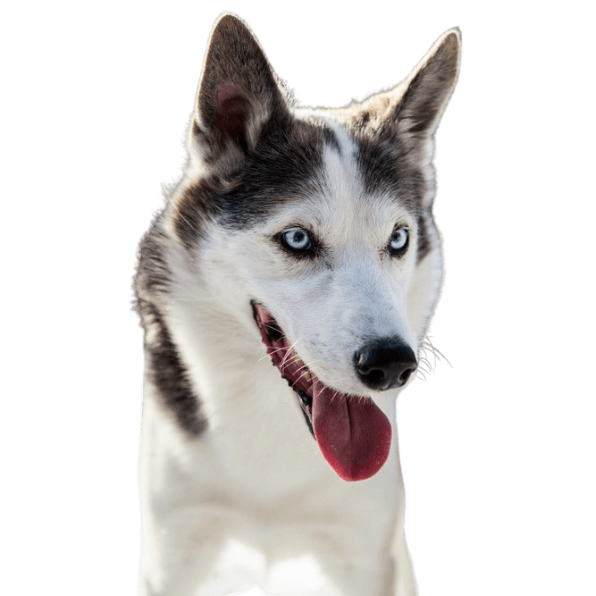 Husky Alaskan breed description Alaskan Husky lying, black and white running dog, American dog breed for sledding, sled dog, working dog, dog with standing ears, dog showing tongue, large dog breed from Alaska