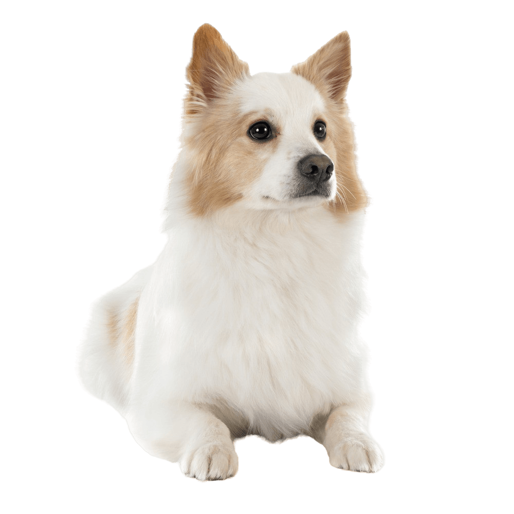 Breed description Icelandic dog