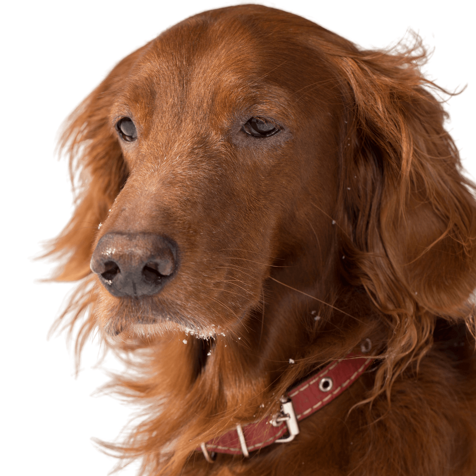 Dog,Mammal,Vertebrate,Dog breed,Canidae,Irish setter,Setter,Carnivore,Sporting Group,Companion dog,