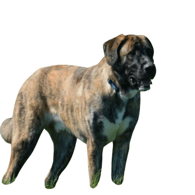 Irish Wolf-Bernard © Rebecca Martens Hund,Hunderasse,Fleischfresser,Halsband,Begleithund,Fawn,Leber,Hundehalsband,Schnauze,Schwanz,