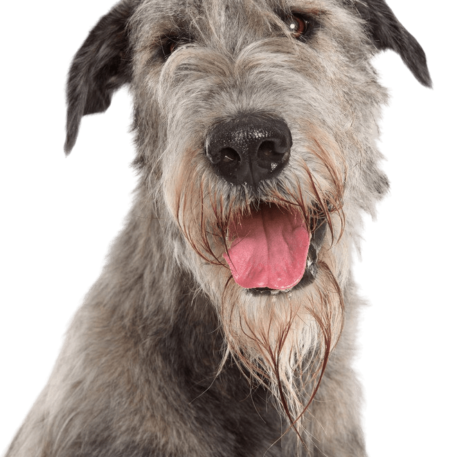 Irish Wolfhound in portrait, breed description