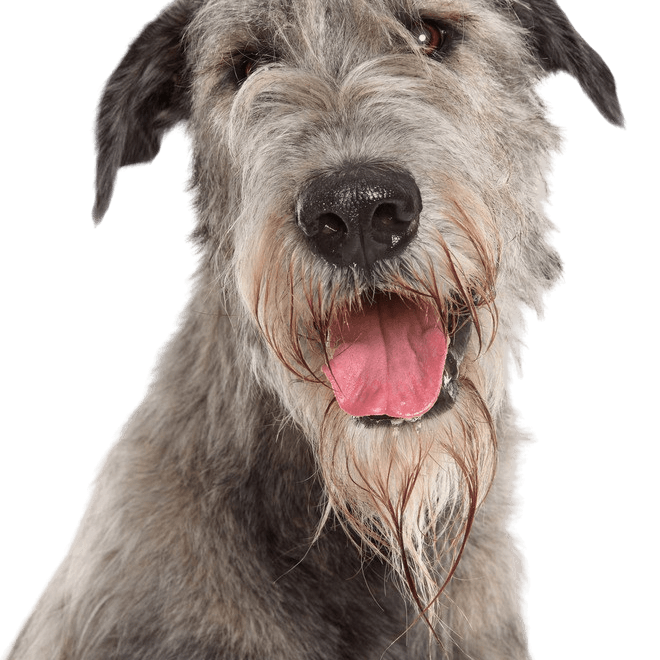 Irish Wolfhound Portrait Irish Wolfhound in portrait, breed description