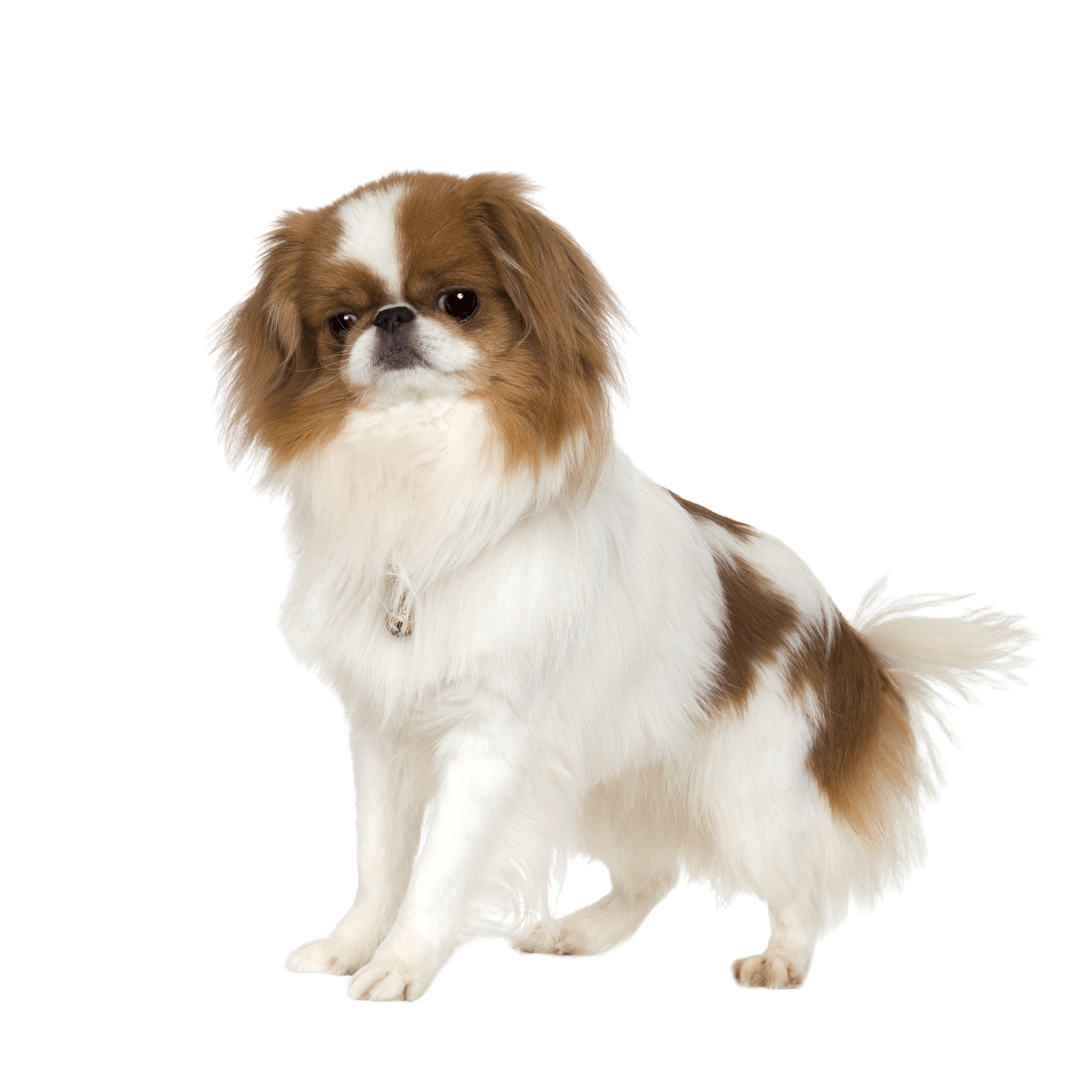 Japan Chin breed description, temperament, calm dog breed for seniors, dog for children, dog fond of children, well-behaved calm dog for beginners