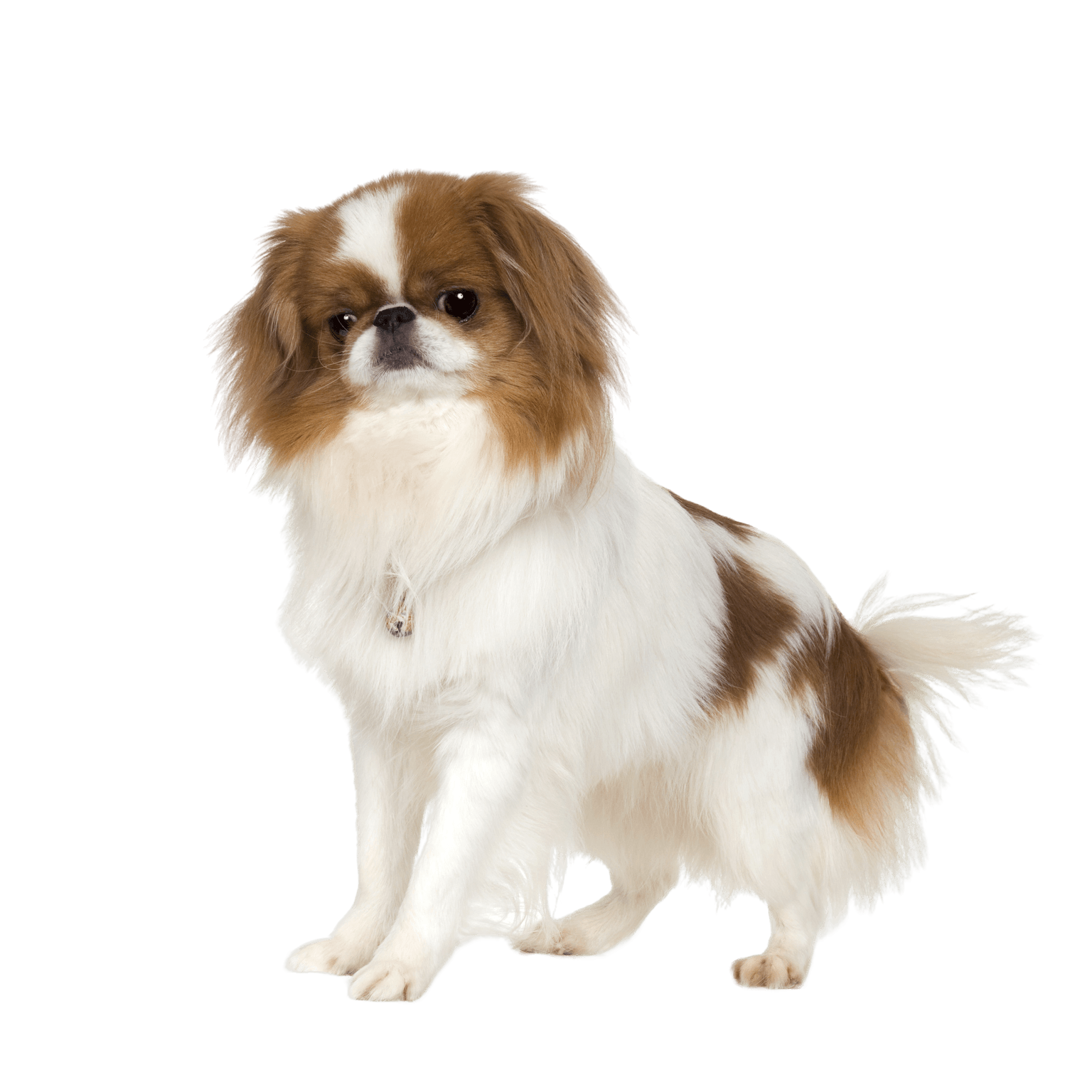 Japan Chin temperament Japan Chin breed description, temperament, calm dog breed for seniors, dog for children, dog fond of children, well-behaved calm dog for beginners