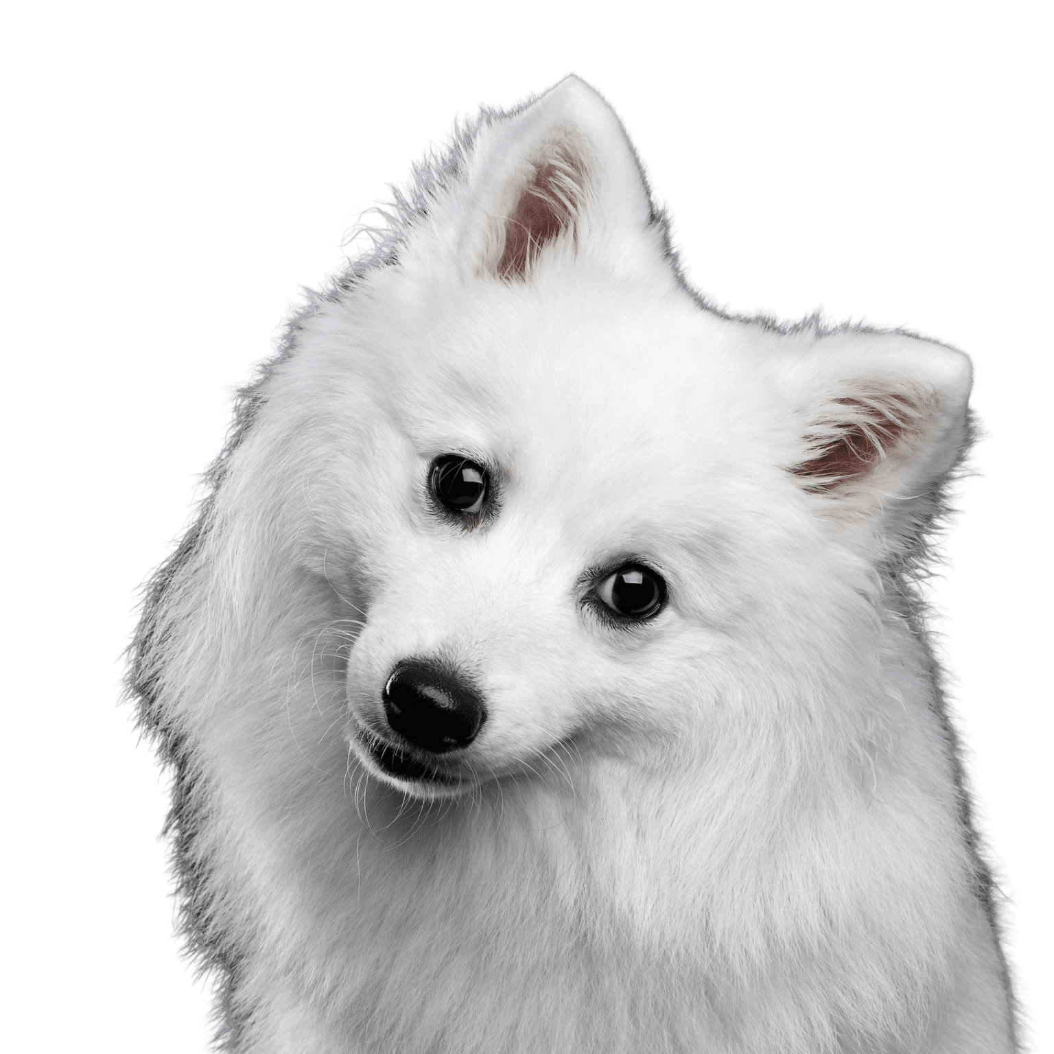 Dog,Mammal,Vertebrate,Canidae,Dog breed,White,Japanese spitz,Volpino italiano,Carnivore,American eskimo dog,