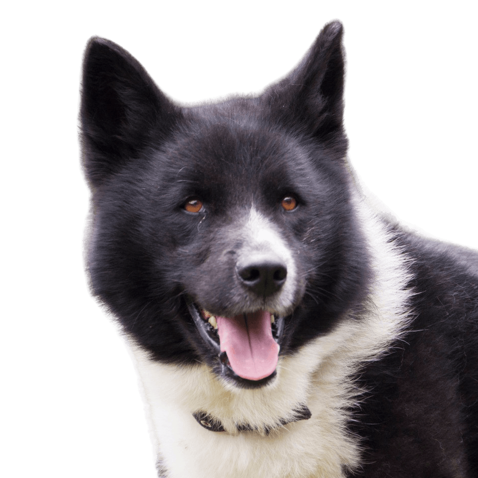 Karelian Bear Dog breed description, Finnish dog breed, dog from Finland, black and white dog with prick ears, dog similar to Husky, dog similar to Spitz, Spitz-like breed, hunting dog, independent dog breed, no beginner dog breed, Panda look in dog, Björnhund, Karjalankarhukoira, large dog