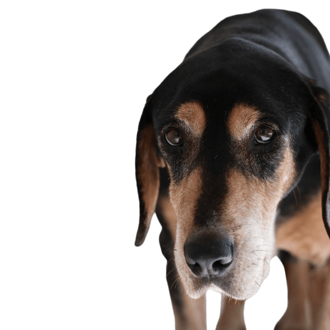 Carinthian Bracke breed description temperament Brandlbracke breed description, temperament and disposition of a hunting dog from Austria, dog breed from Austria, Austrian dog, hunting dog breed, large dog breed with floppy ears, black and brown dog coming towards the camera, Vieräugl, Carinthian Bracke profile picture, Austrian Bracke, welding dog