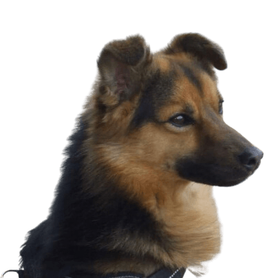Dog,carnivore,dog breed,companion dog,fawn,whiskers,muzzle,country animal,sporting group,coat,