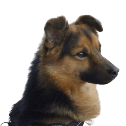 Keeshond mix Dog,carnivore,dog breed,companion dog,fawn,whiskers,muzzle,country animal,sporting group,coat,