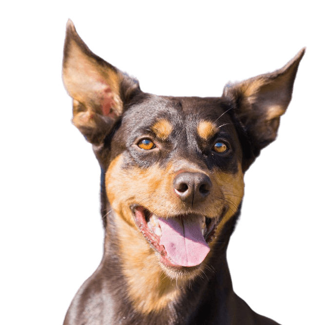 Kelpie breed description Kelpie breed description, dog with prick ears from Australian, Australian shepherd dogs, dog breed brown cream