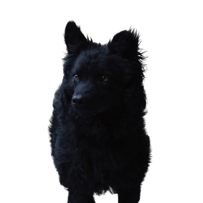 kraotic shepherd dog breed description black dog breed, Croatian shepherd dog, Hrvatski ovčar, Croatian shepherd dog, sheep dog, dog from Croatia, dog similar to Pumi, dog similar to Spitz, black dog, medium dog, shepherd dog, dog with standing ears