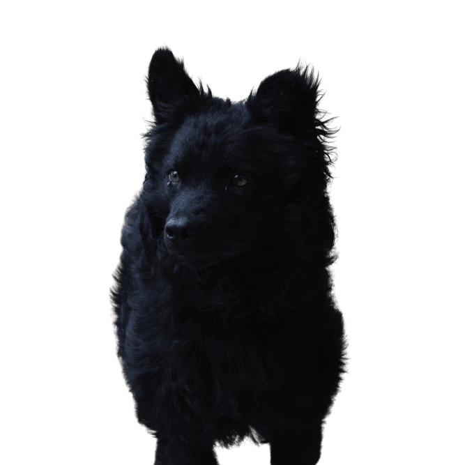 black dog breed, Croatian shepherd dog, Hrvatski ovčar, Croatian shepherd dog, sheep dog, dog from Croatia, dog similar to Pumi, dog similar to Spitz, black dog, medium dog, shepherd dog, dog with standing ears