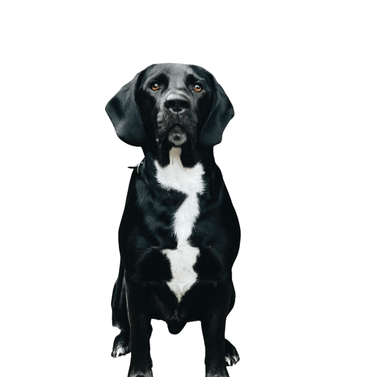 Labbe Loki Dog,Carnivore,Dog breed,Working animal,Companion dog,Snout,Sporting group,Canidae,Land animal,Electric blue,