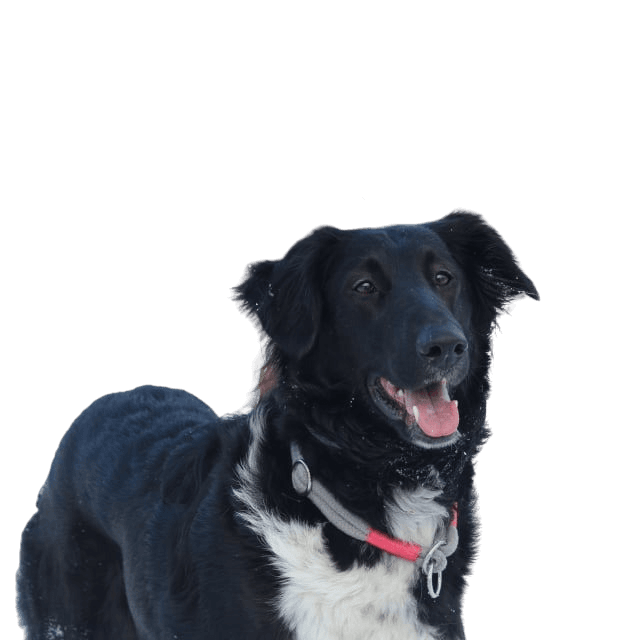 Hund,Schnee,Fleischfresser,Hunderasse,Hundehalsband,Halsband,Begleithund,Sportliche Gruppe,Border Collie,Ball,