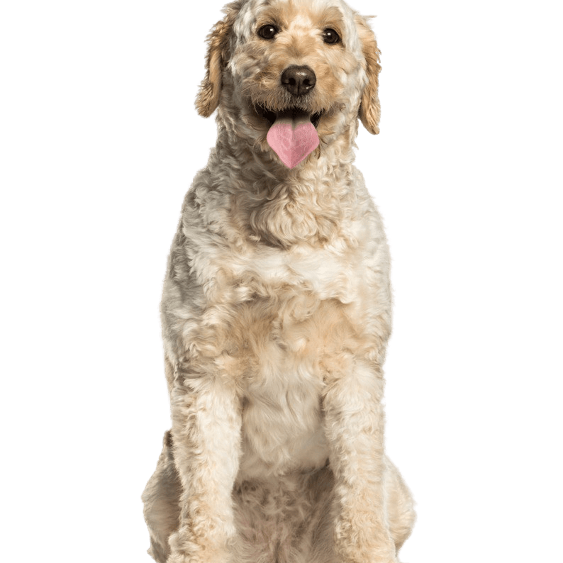 Labradoodle profile picture Labradoodle breed description