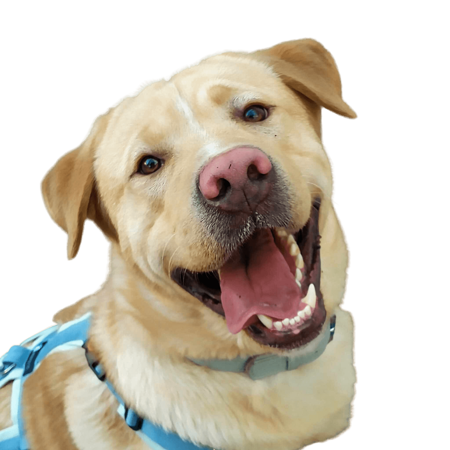 Labrador Akita Inu mix free plate Dog,carnivore,collar,dog breed,fawn,dog collar,ear,companion dog,muzzle,working animal,