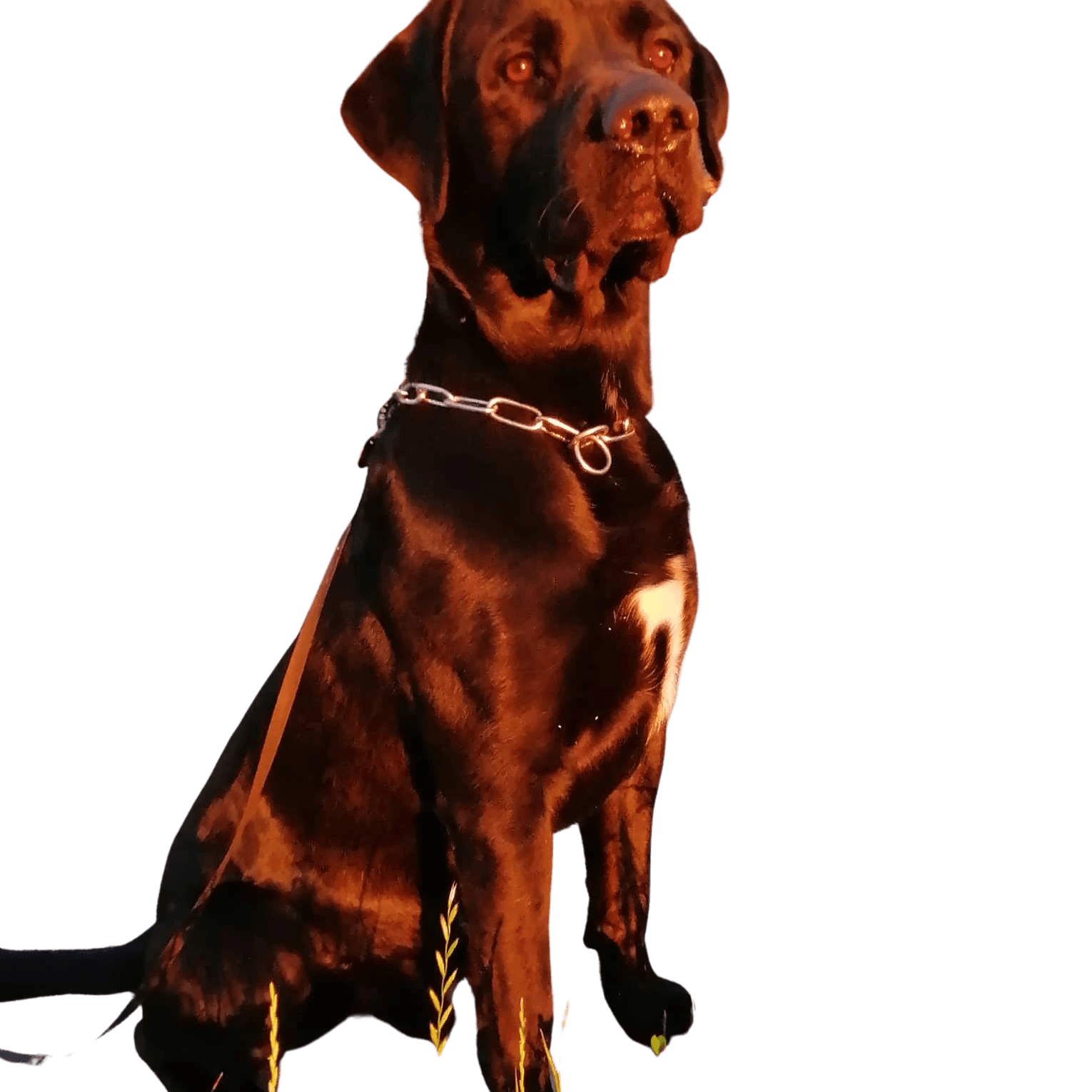 Labrador Corso © Schirin Lavassani Braun,Hund,Hunderasse,Fleischfresser,Leber,Halsband,Begleithund,Arbeitstier,Schnauze,Hundehalsband,