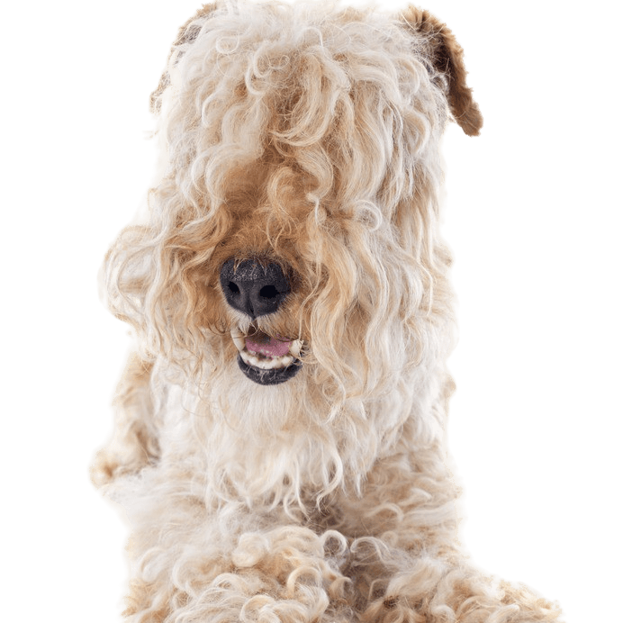 Lakeland Terrier Temperament