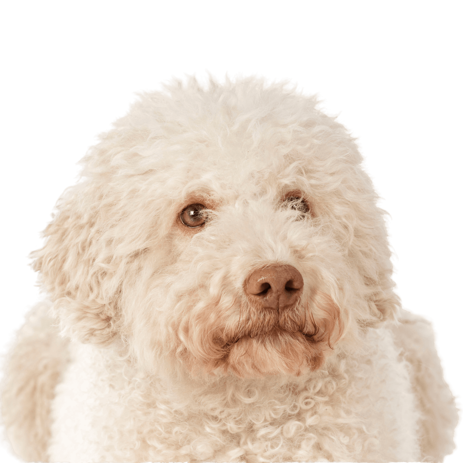 Lagotto Romagnolo Italian Water Dog Breed Description