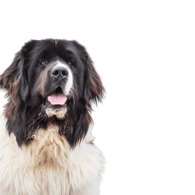 Landseer profile picture Landseer dog breed description