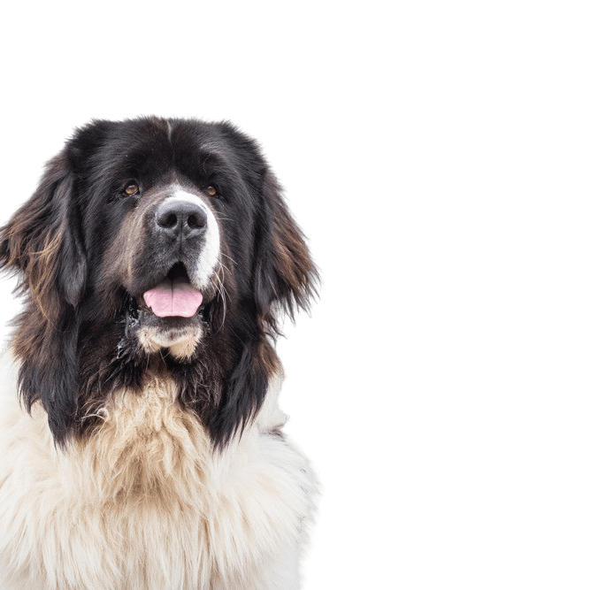 Landseer dog breed description