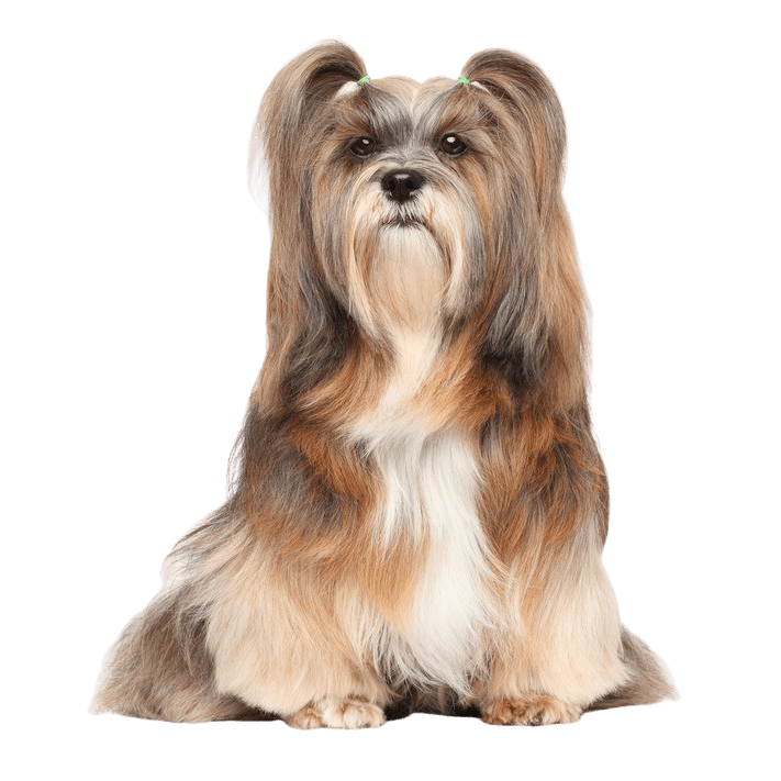 Lhasa Apso breed description, dog with very long coat and small body size