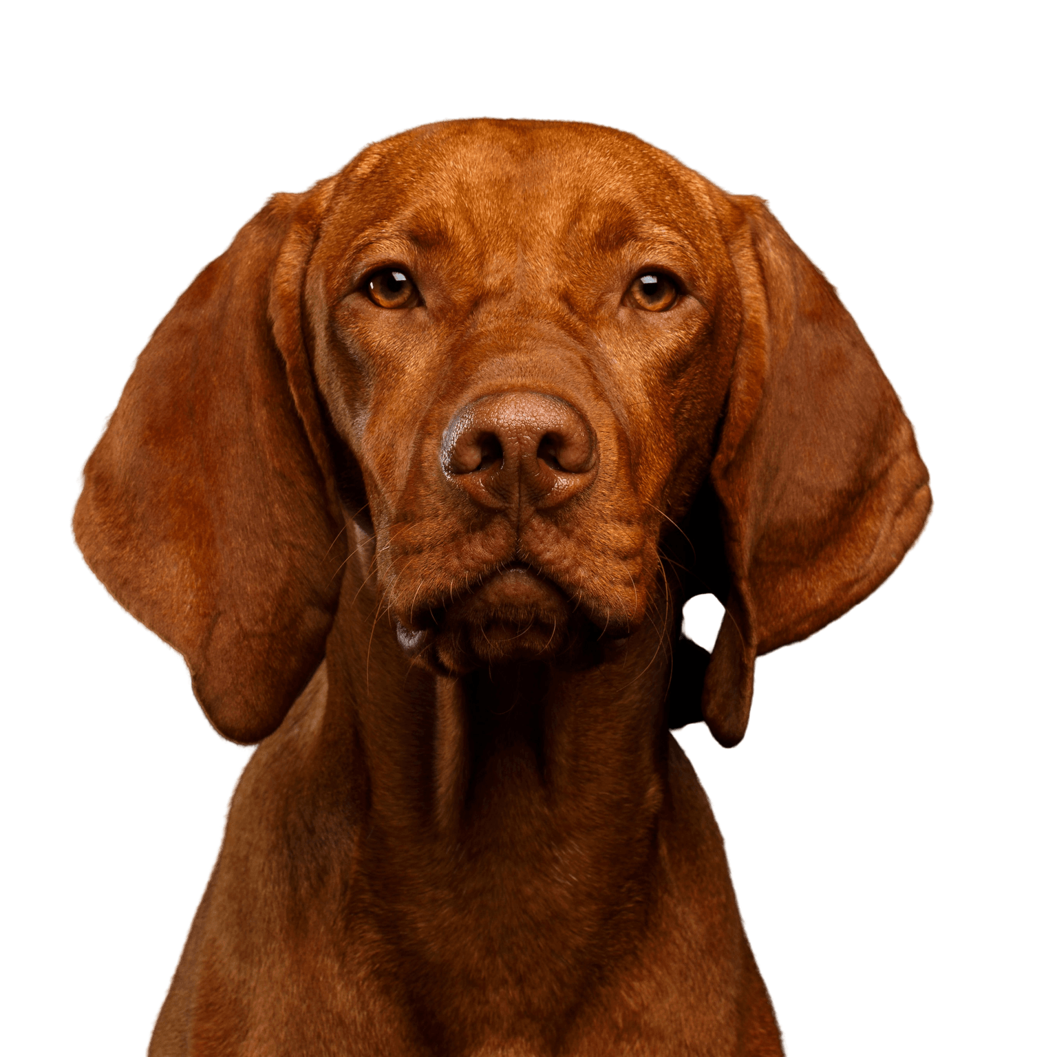 Magyar Vizsla Dog,Mammal,Vertebrate,Vizsla,Canidae,Dog breed,Carnivore,Pointing breed,Sporting Group,Liver,