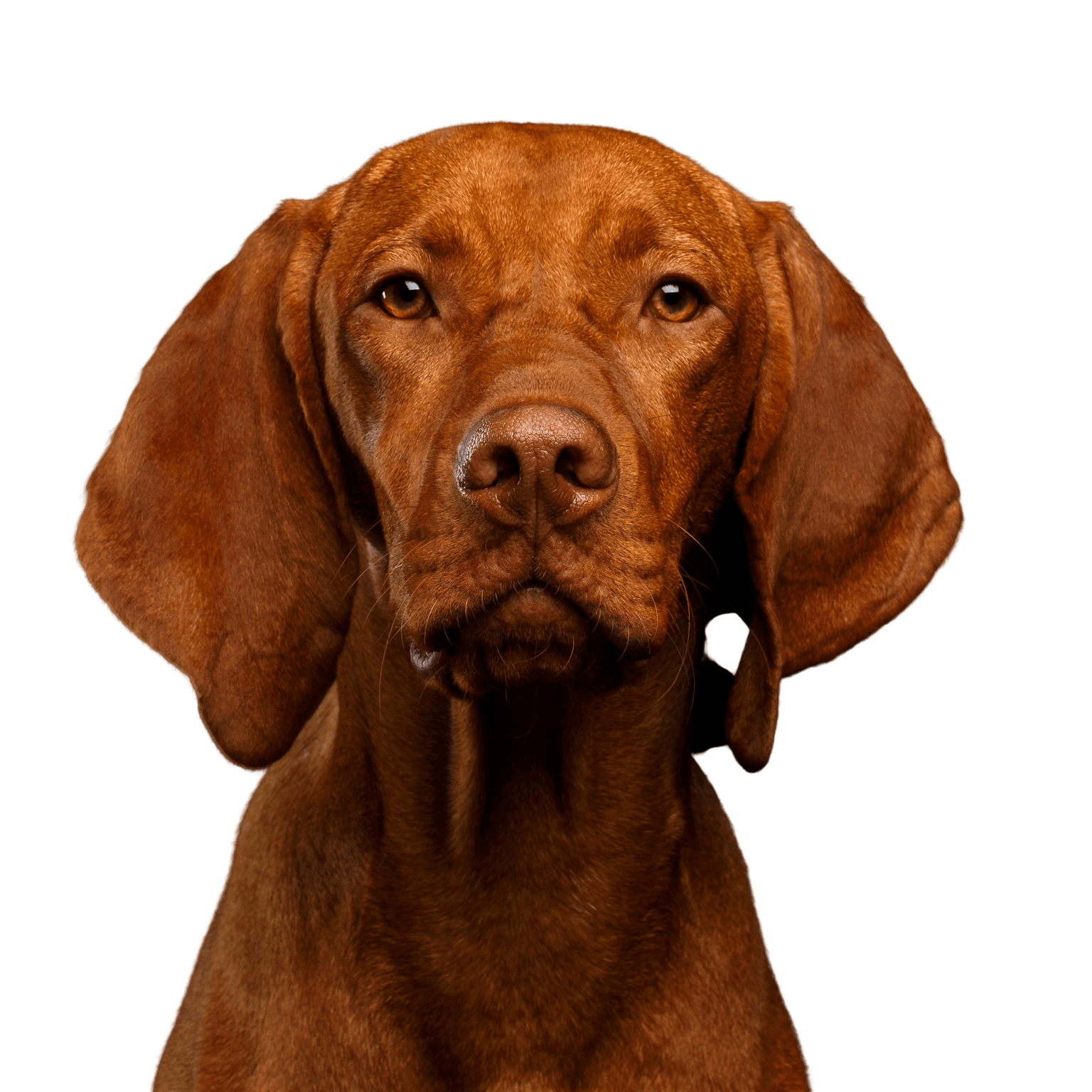 Dog,Mammal,Vertebrate,Vizsla,Canidae,Dog breed,Carnivore,Pointing breed,Sporting Group,Liver,