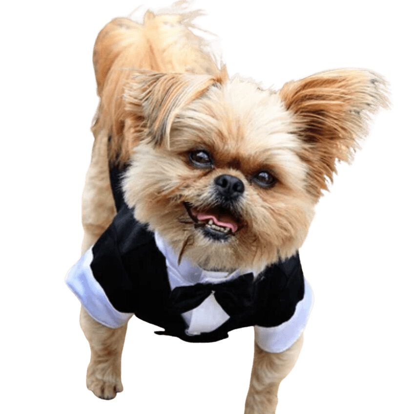 Dog,dog offer,dog breed,carnivore,liver,companion dog,fawn,toy dog,muzzle,sporting group,