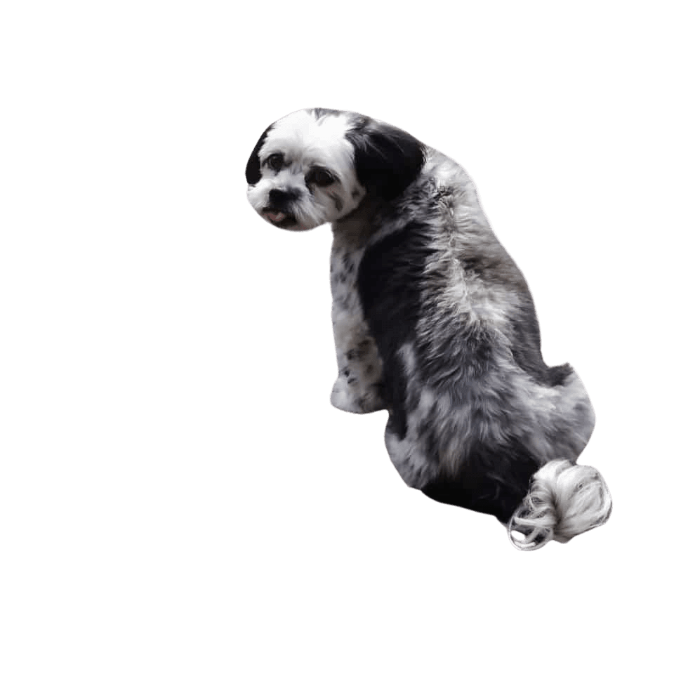Mal-Shi © Hannelore Lettner Fleischfresser,Hunderasse,Landtier,Spielzeug,Schnauze,Panda,Pfote,Fell,Schwanz,Sportliche Gruppe,