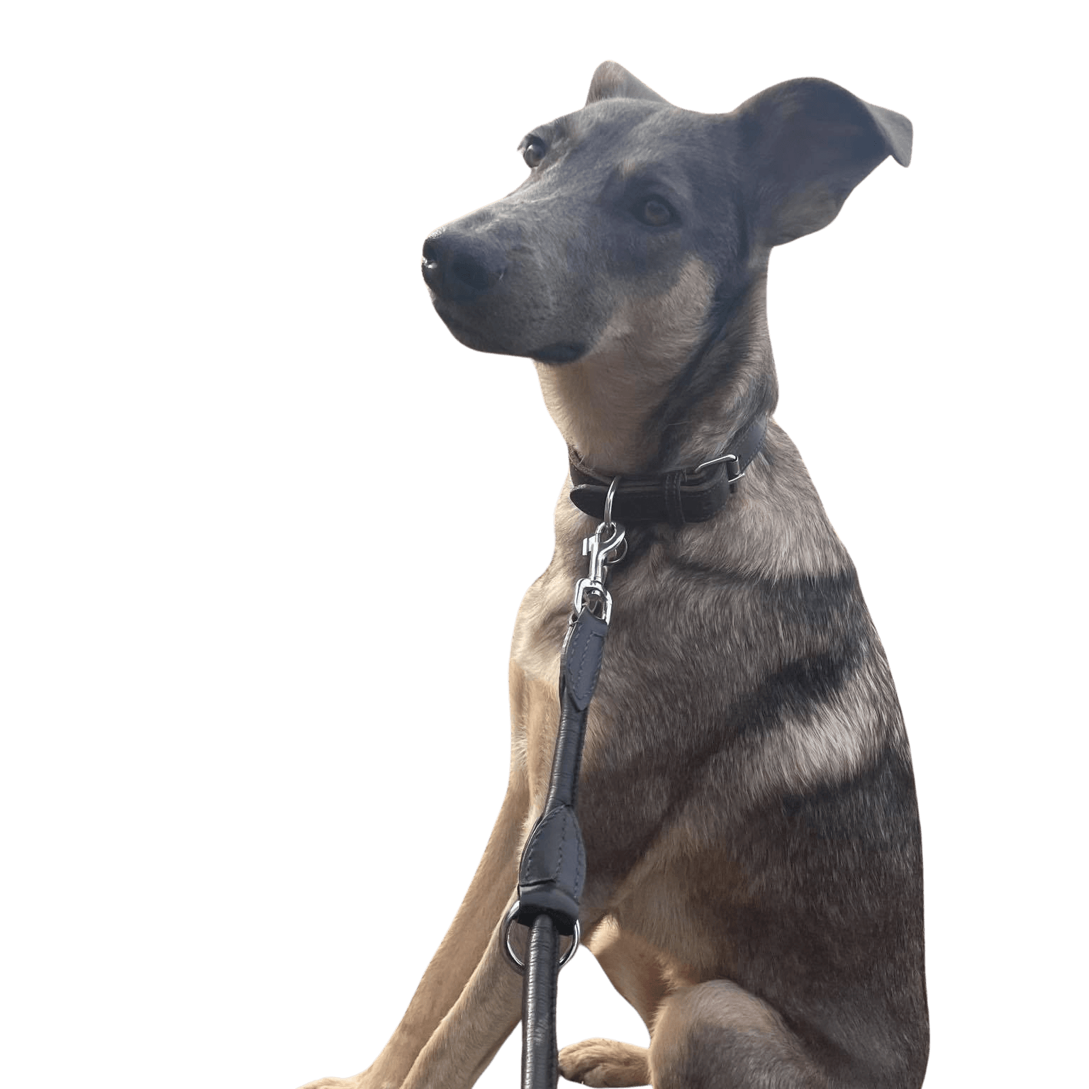 Malinois Dobermann © Nadine Udowenko Hund,Fleischfresser,Hundebedarf,Hunderasse,Halsband,Haustierbedarf,Begleithund,Kitz,Hundehalsband,Arbeitstier,