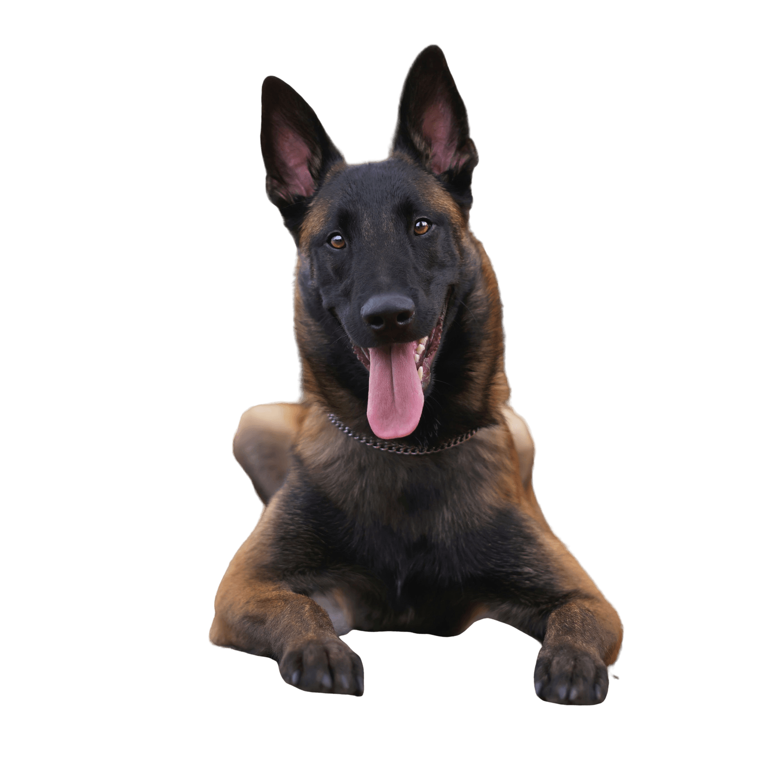 Malinois breed description