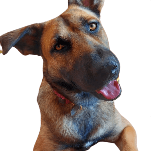 Malistaff © Barbara Klein Hund,Halsband,Fleischfresser,Leber,Arbeitstier,Begleithund,Hunderasse,Hundehalsband,Hundezubehör,Schnurrhaare,