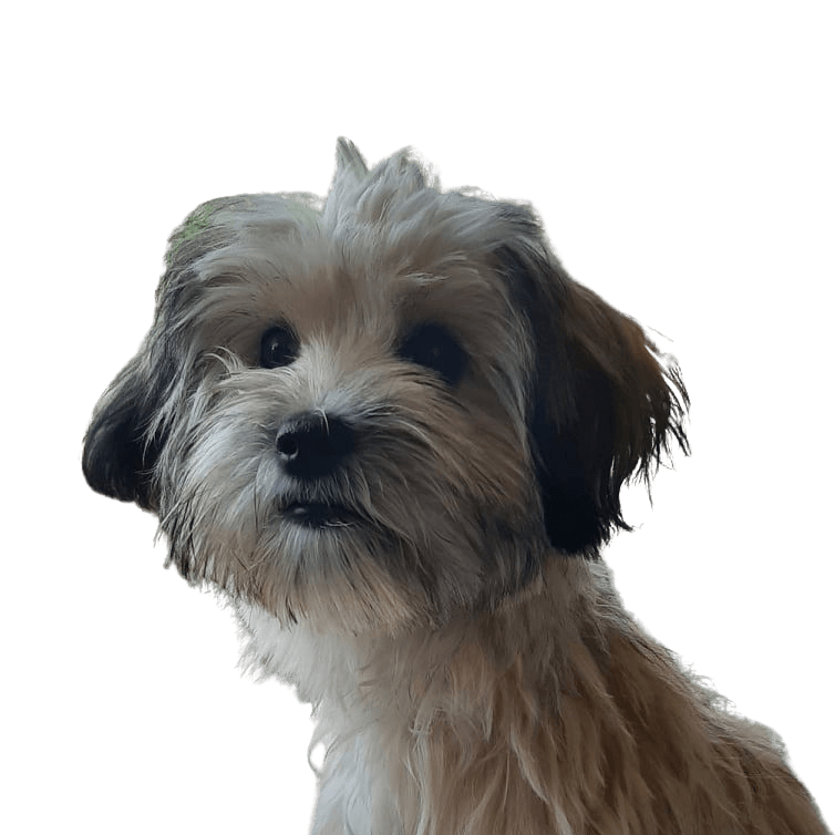 Hund,Fleischfresser,Leber,Hunderasse,Begleithund,Zwerghund,Wasserhund,Schnauze,Kleiner Terrier,Terrier,