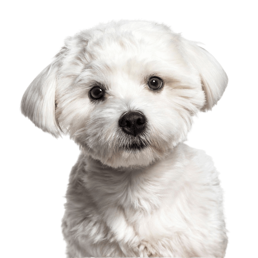 Breed description of a Maltese dog, small white dog with slightly curly coat