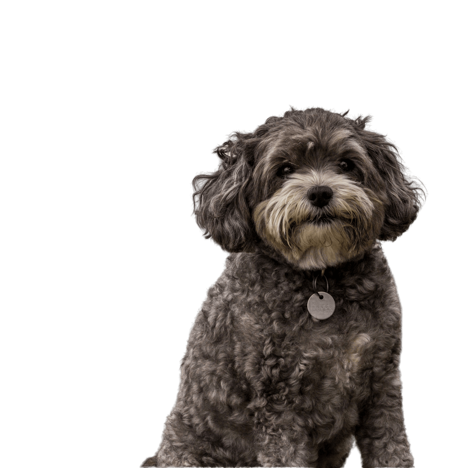 Maltipoo profile picture Maltipoo breed description