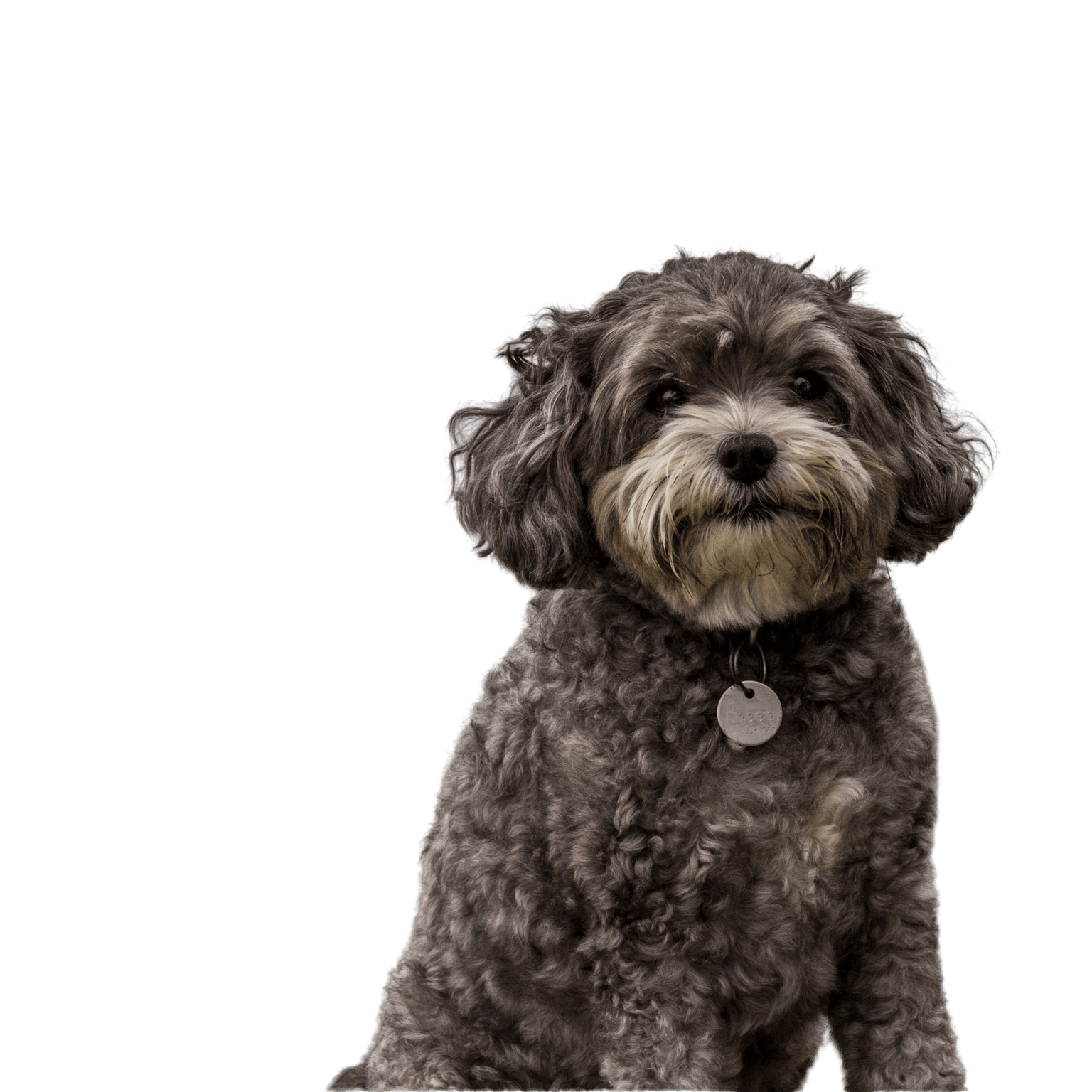 Maltipoo breed description