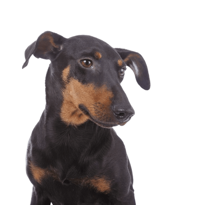 Temperament of a Manchester Terrier, small dog with a lot of temperament, breed description Manchester Terrier, Mini Doberman, tilt ears in dogs