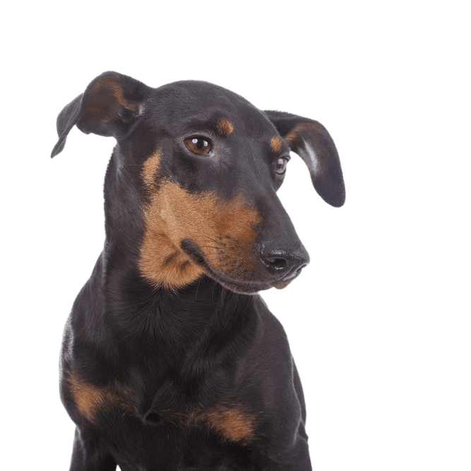Manchester Terrier breed description Temperament of a Manchester Terrier, small dog with a lot of temperament, breed description Manchester Terrier, Mini Doberman, tilt ears in dogs